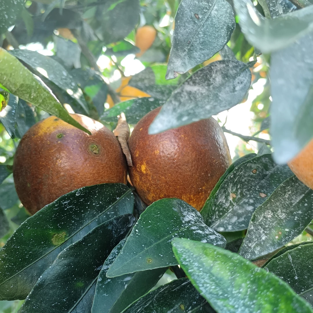 上林沃皇正宗沃柑超甜现摘非洲黑花皮果特价水果批发净重3斤