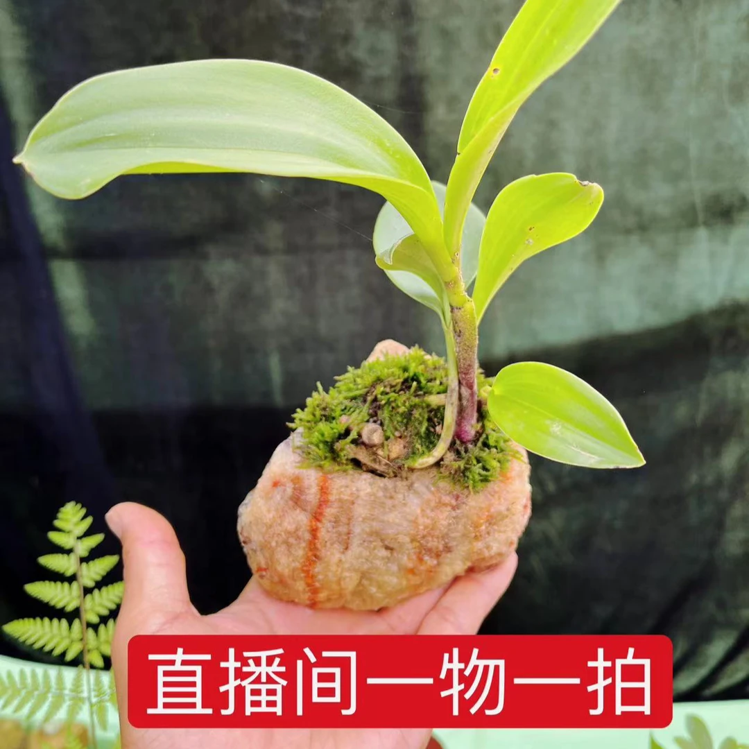 （直播选货）室内庭院迷你小盆景