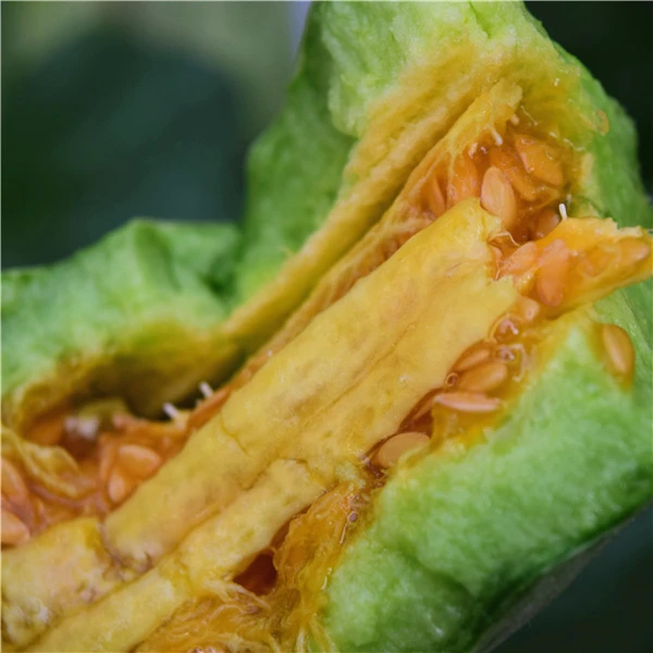 头茬羊角蜜（山东产地）新鲜当季孕甜瓜整箱山东发货