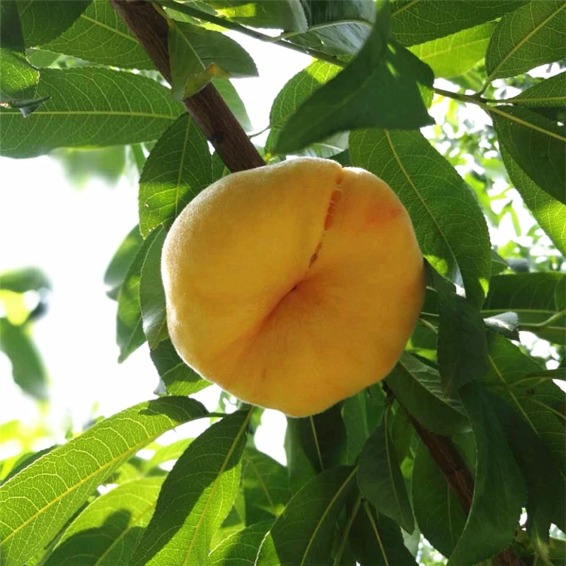 【京东/顺丰】黄金毛蟠桃 蒙阴蜜桃新鲜现摘 硬吃脆甜,放软一口爆汁