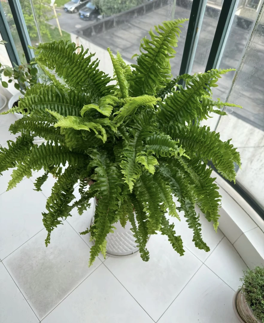 波士顿蕨盆栽垂吊驱蚊绿植物办公室内好养四季常青净化空气