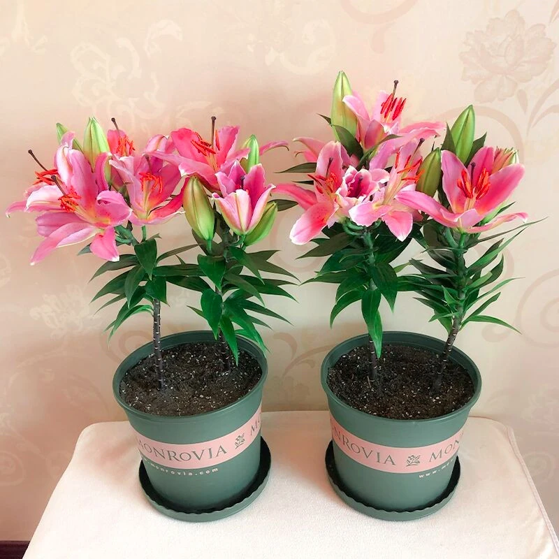 新疆包邮-拍一发三 百合花种球