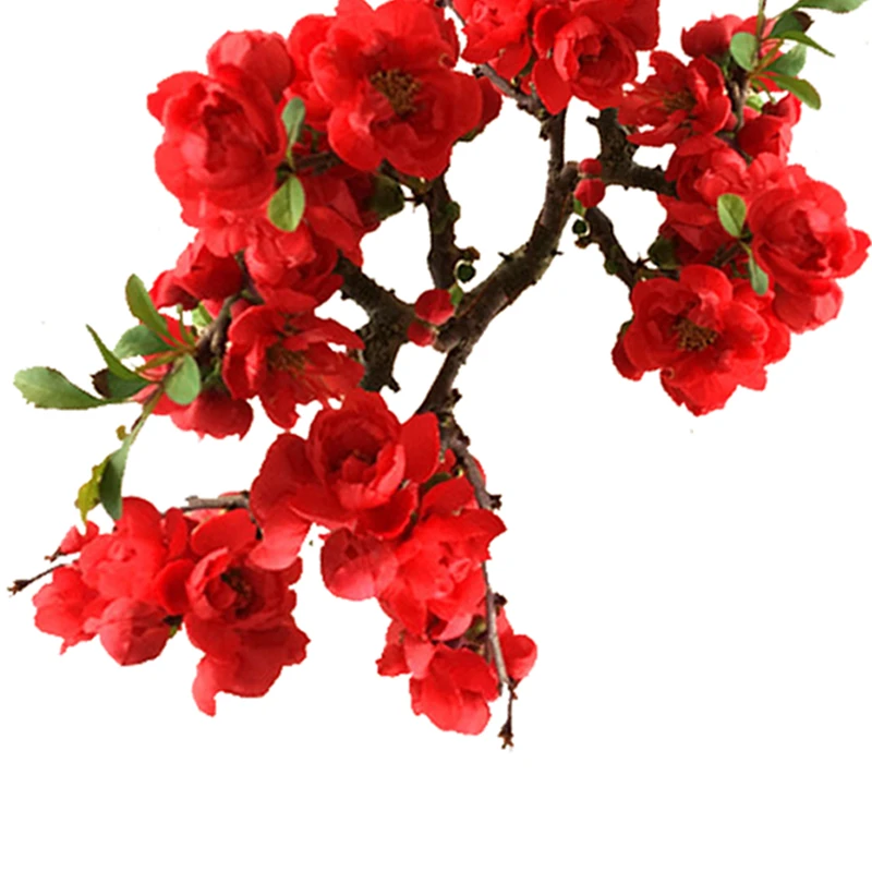 海棠造型盆景 非常好养适合南北方种植 直播间一物一拍