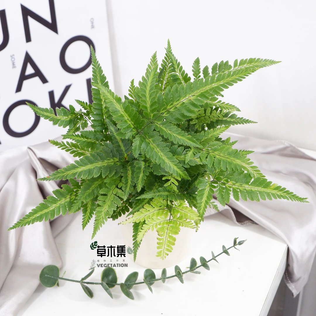 《草木集｜印度冬青蕨》蕨叶叠影银鳞闪，主脉暗纹隐其间。