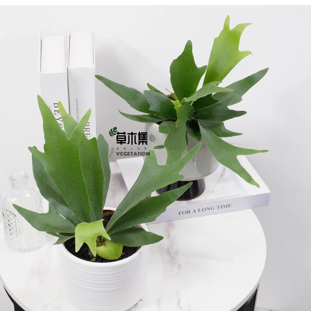 鹿角蕨悬挂绿植苔藓蕨类植物二岐鹿角蕨盆栽水培壁挂网红室内绿植