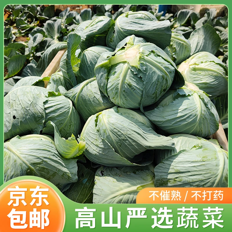 【京东包邮】湖北恩施高山大山顶新鲜包菜蔬菜卷心菜新鲜5斤