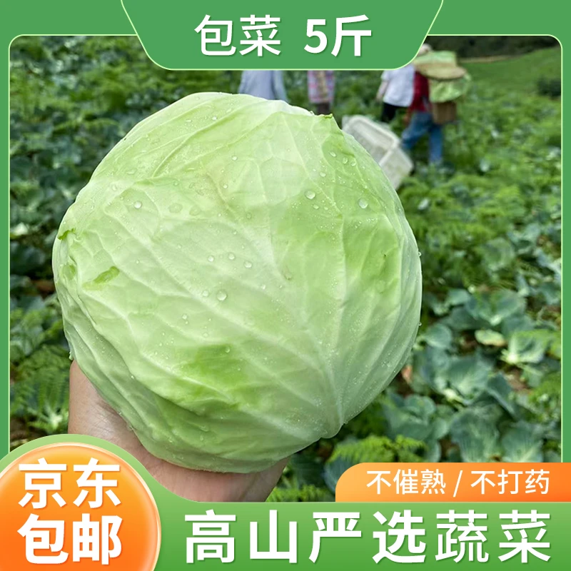 恩施高山大山顶新鲜包菜蔬菜卷心菜新鲜营养5斤
