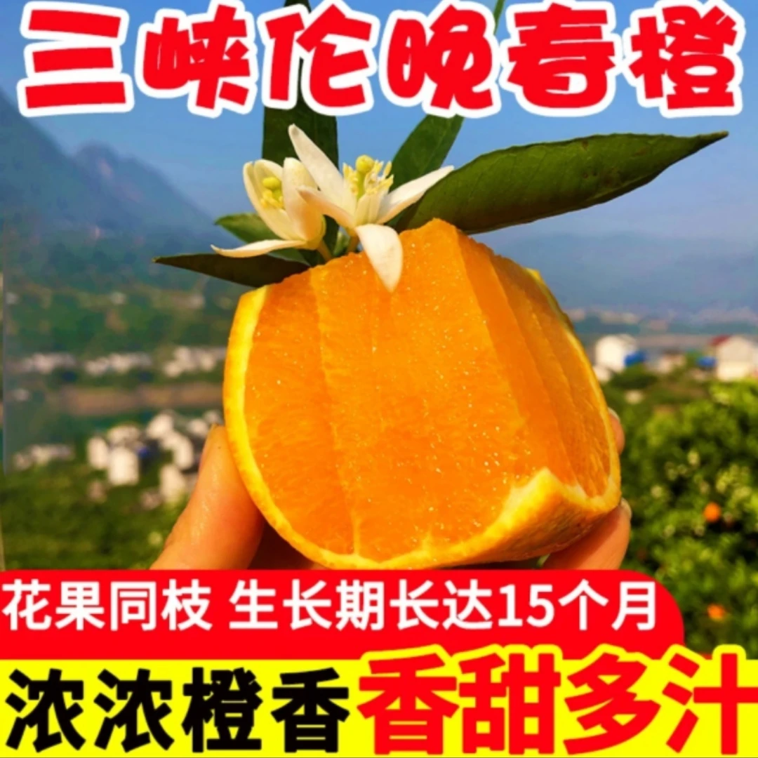 【现摘爆甜】秭归伦晚脐橙春橙甜橙子新鲜应季水果孕妇水果3-9斤