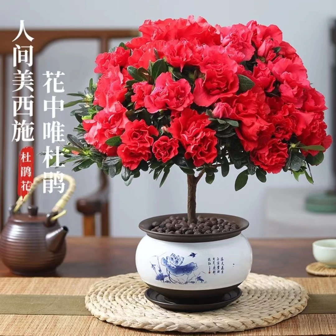 洋梅红杜鹃花【带花苞发货】耐寒花开四海室内高端花卉