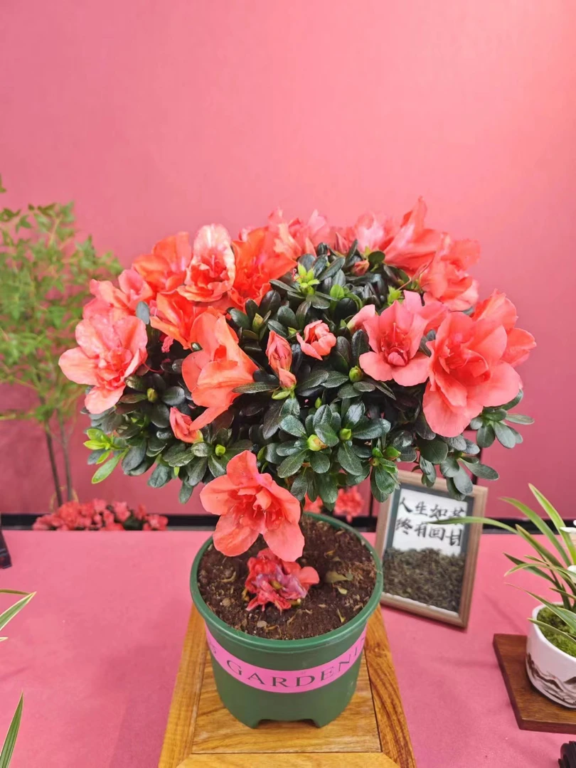 胭脂红杜鹃花【带花苞发货】耐寒花开四海室内高端花卉空