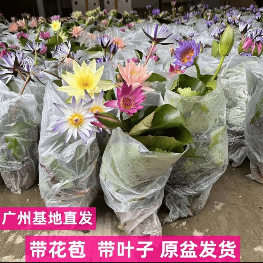 睡莲成品苗带根花发货水培荷花四季开花阳台庭院植物睡莲带花苞