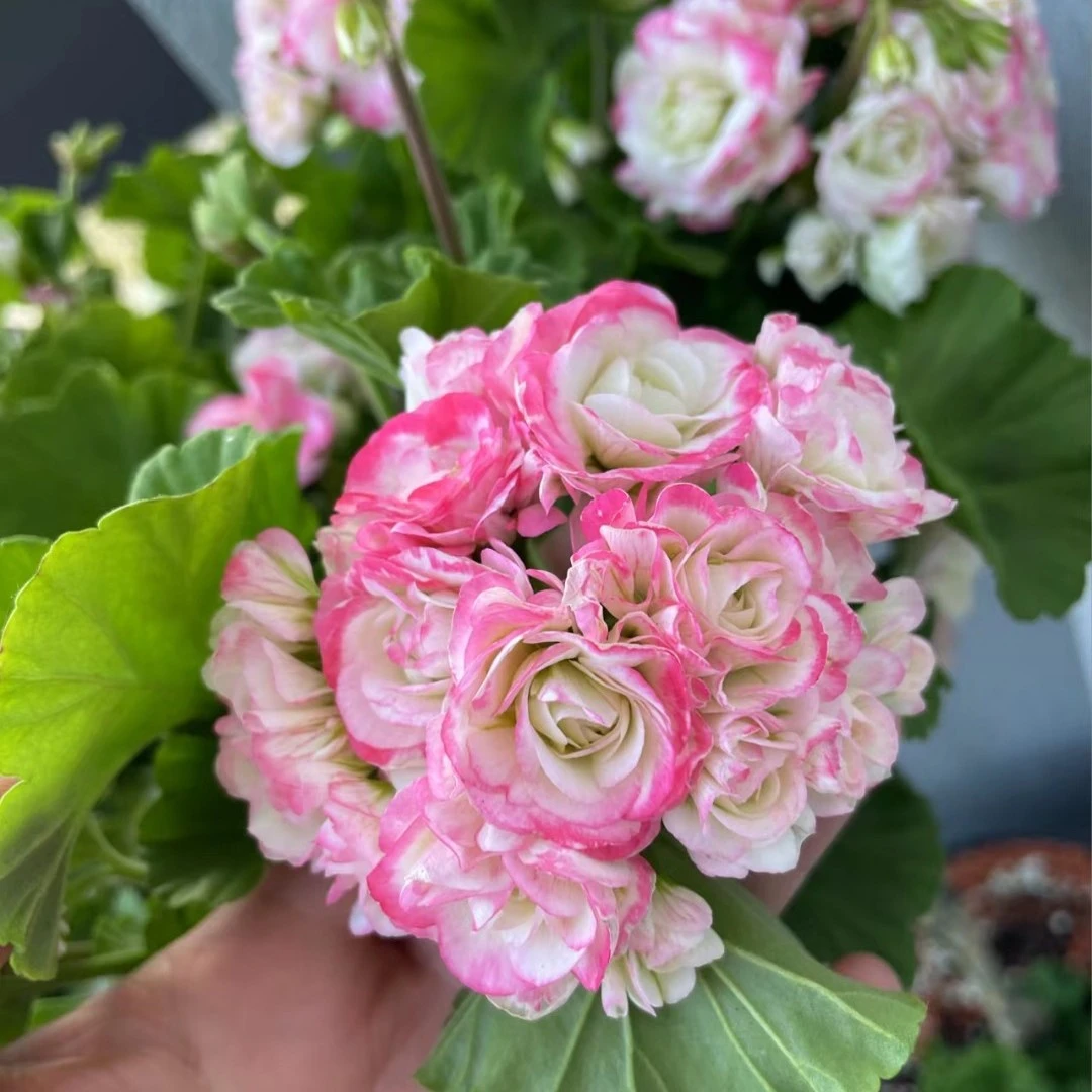 直播间付款处天竺葵紫根兰玻璃球盆栽花卉