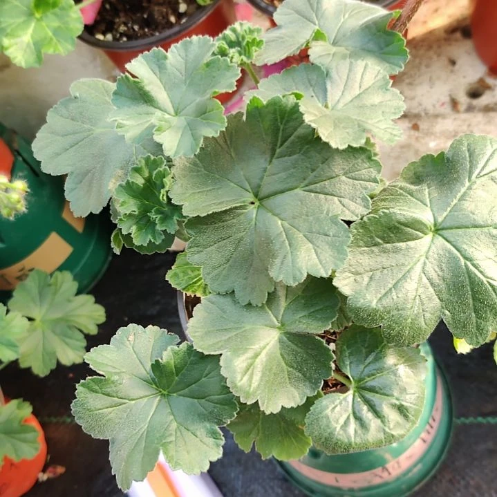 益达天竺葵粉色1234