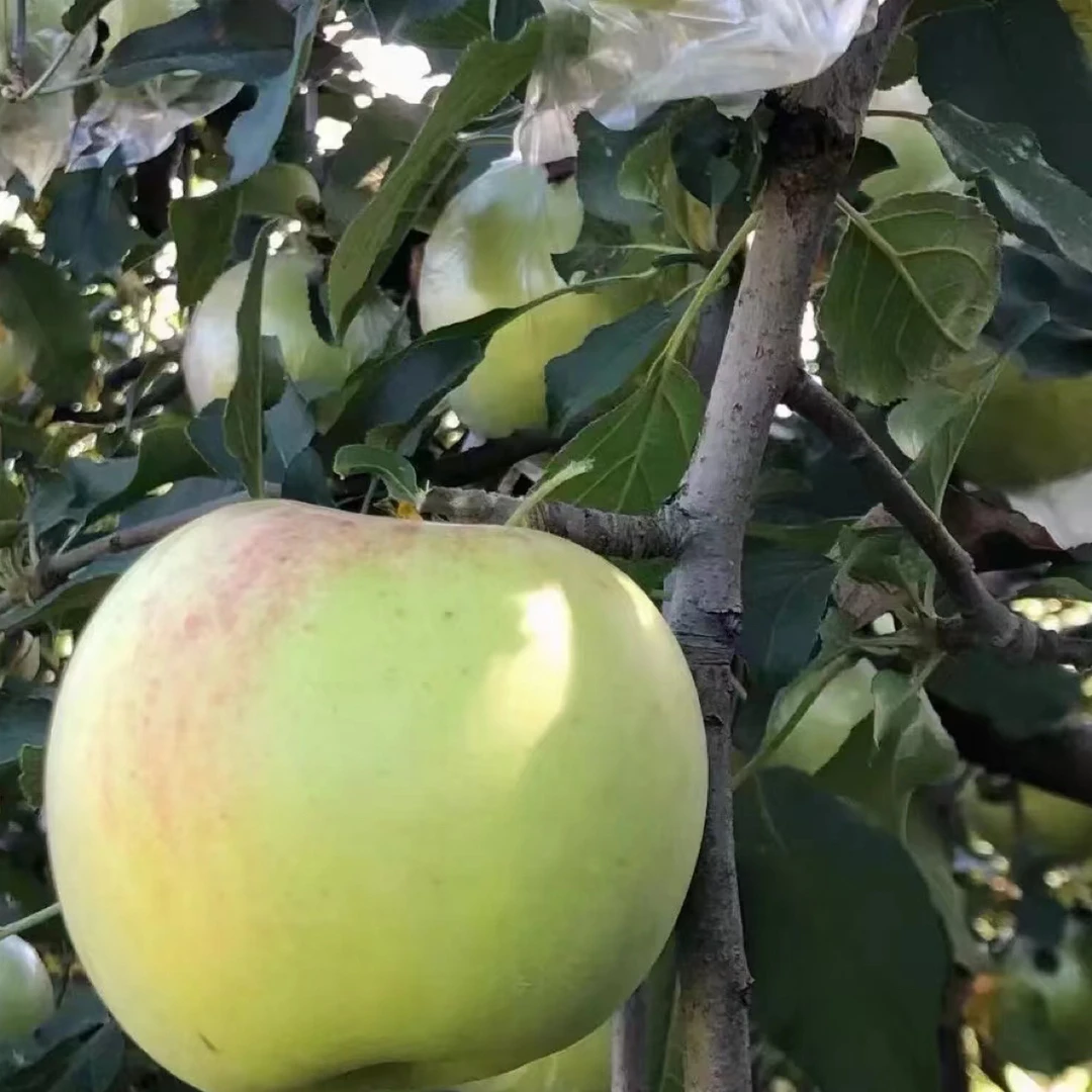 丰县大沙河信农甜苹果脆甜可口皮薄多汁果肉脆嫩头茬青红苹果
