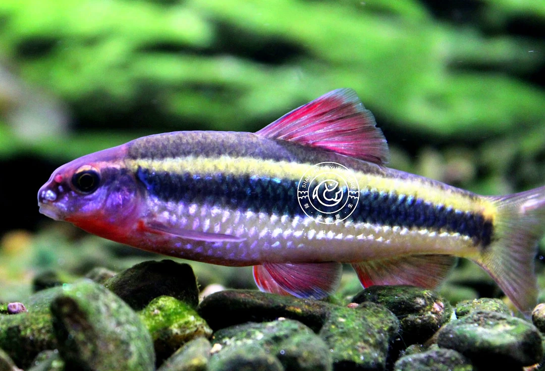 小泉鱼小鳈鱼广温冷水群游观赏鱼荷叶鱼群游除藻皮实好养活体发货