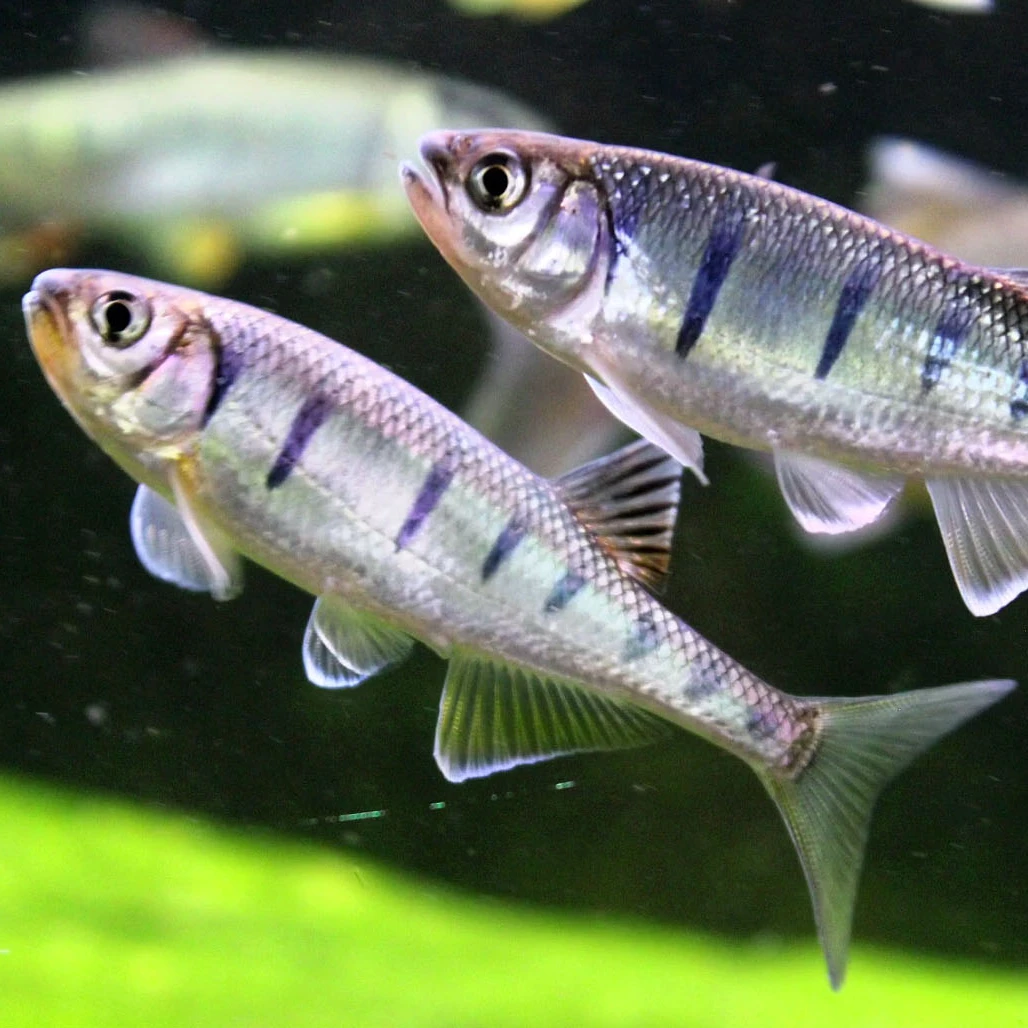 普洱丽色低线鱲小型鱲中上层群游溪流鱼广温冷水原生观赏活体发货