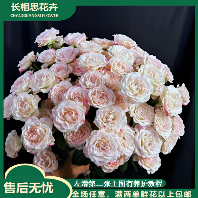 折射多头玫瑰  任意2单以上发货包邮 鲜花直发