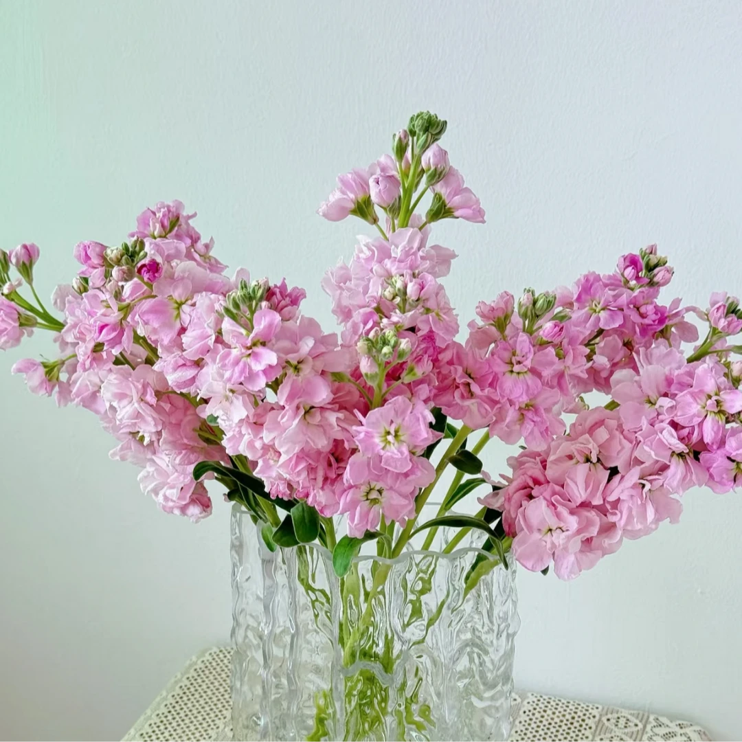 【年宵纳福】粉色重瓣紫罗兰 10枝1把  任意2单以上发货包邮 鲜花