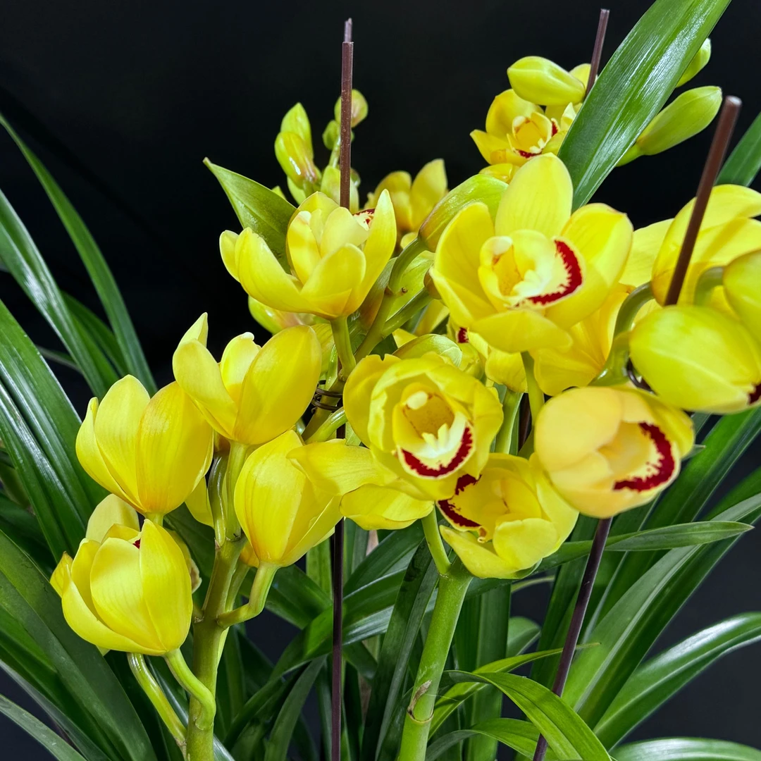 流金岁月 生花苞发货 易养活 室内盆栽花卉绿植（花盆破了不售后）