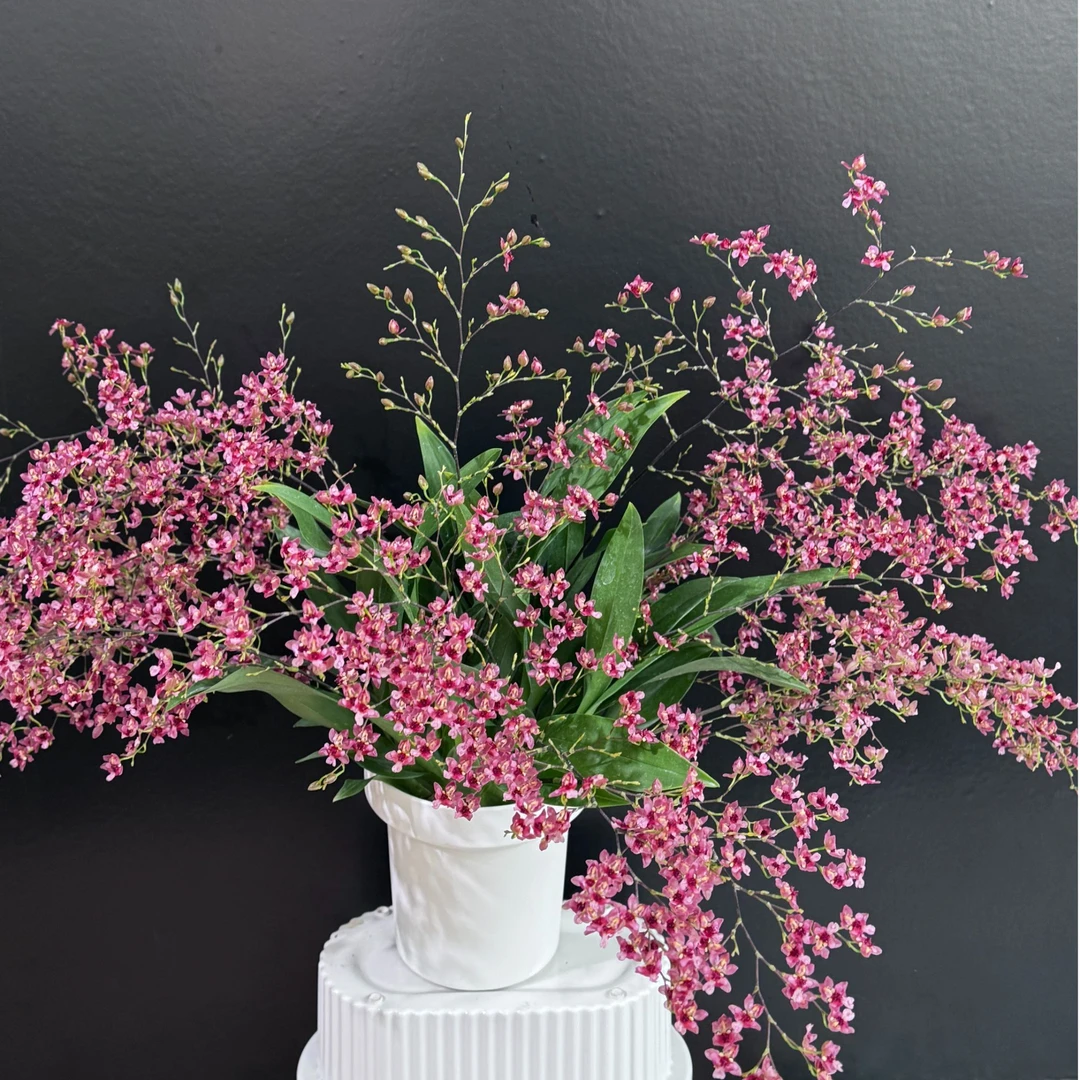 红色梦香兰 微开/生花苞发货  易养活 室内盆栽花卉绿植