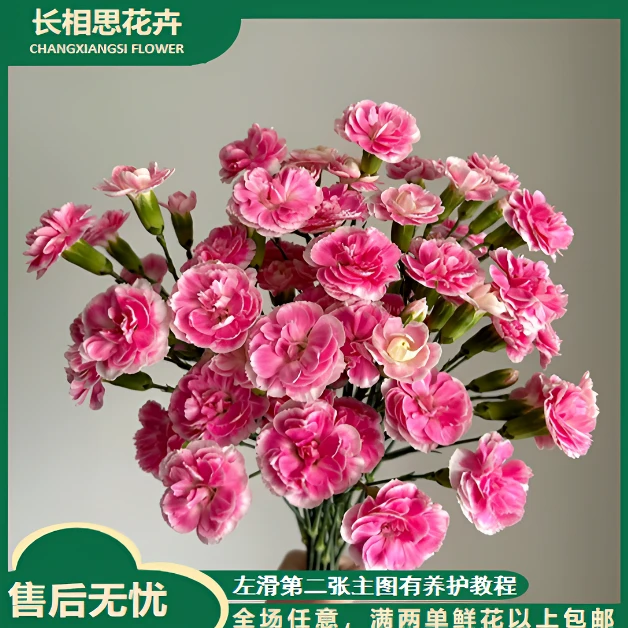 樱桃太子多头康乃馨 任意2单以上发货包邮 鲜花直发