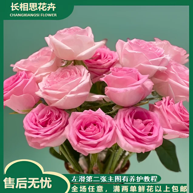 桃红雪山玫瑰  任意2单以上发货包邮鲜花直发