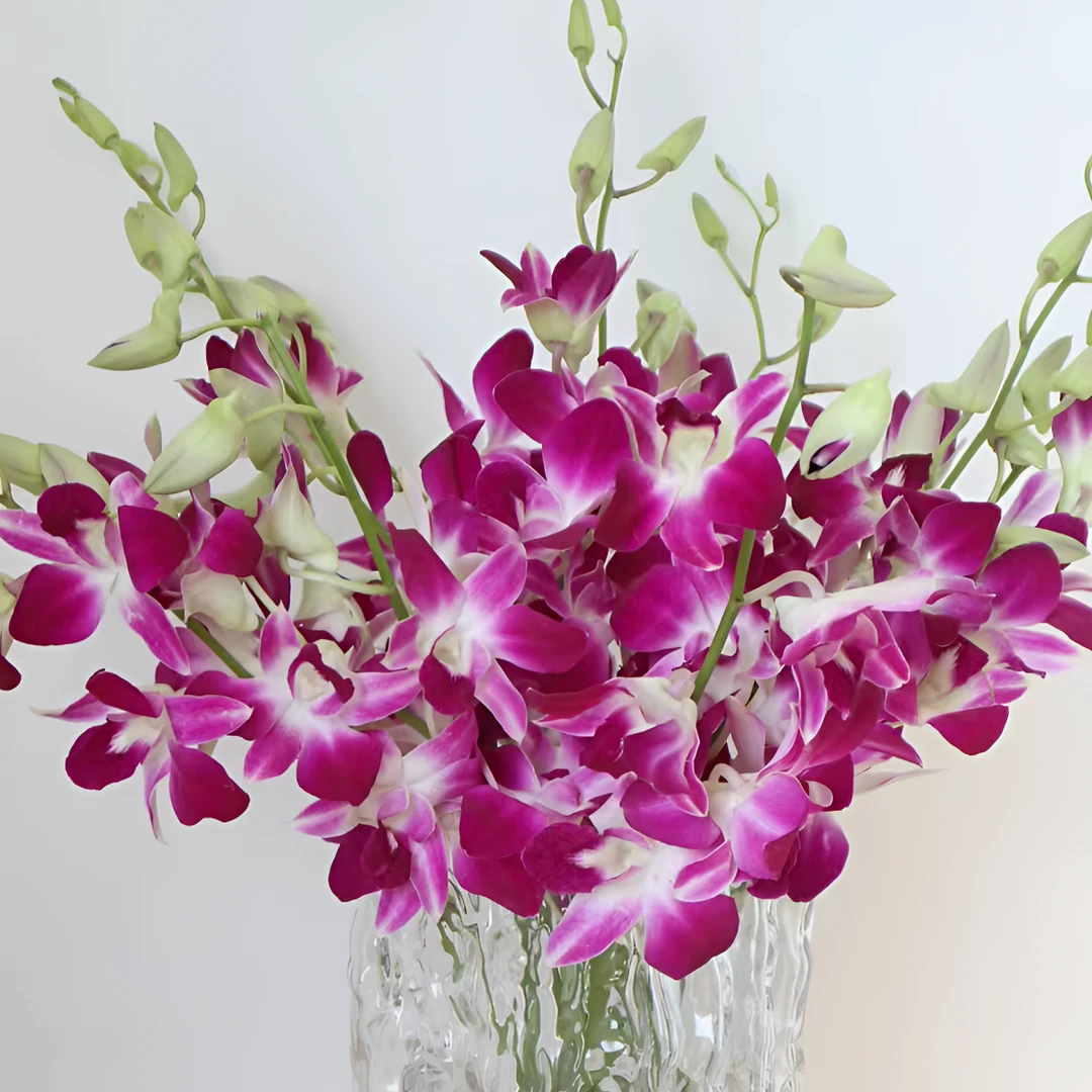 紫色洋兰 10枝一扎  任意2单以上发货包邮鲜花直发