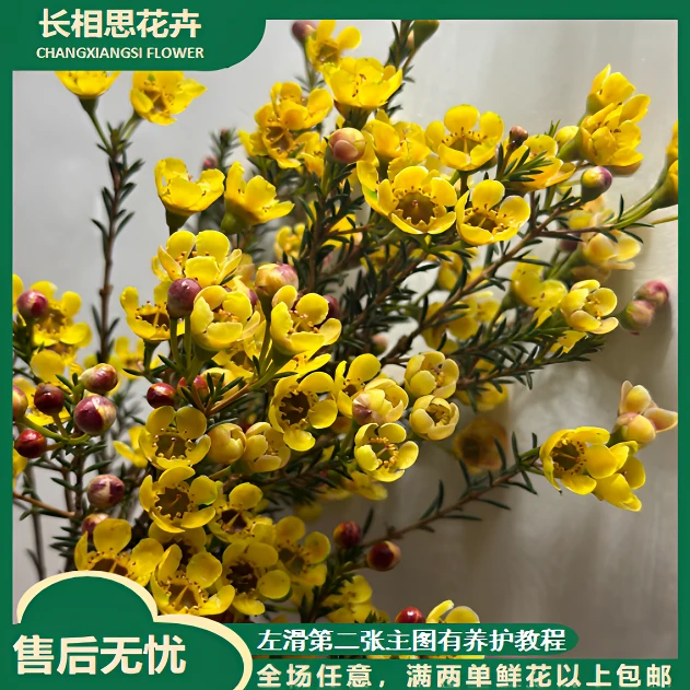 黄色腊梅 任意2单以上发货包邮鲜花直发