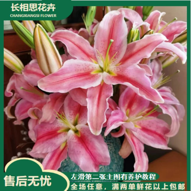 罗蒂百合 生花苞发货生花苞小任意2单以上发货包邮鲜花