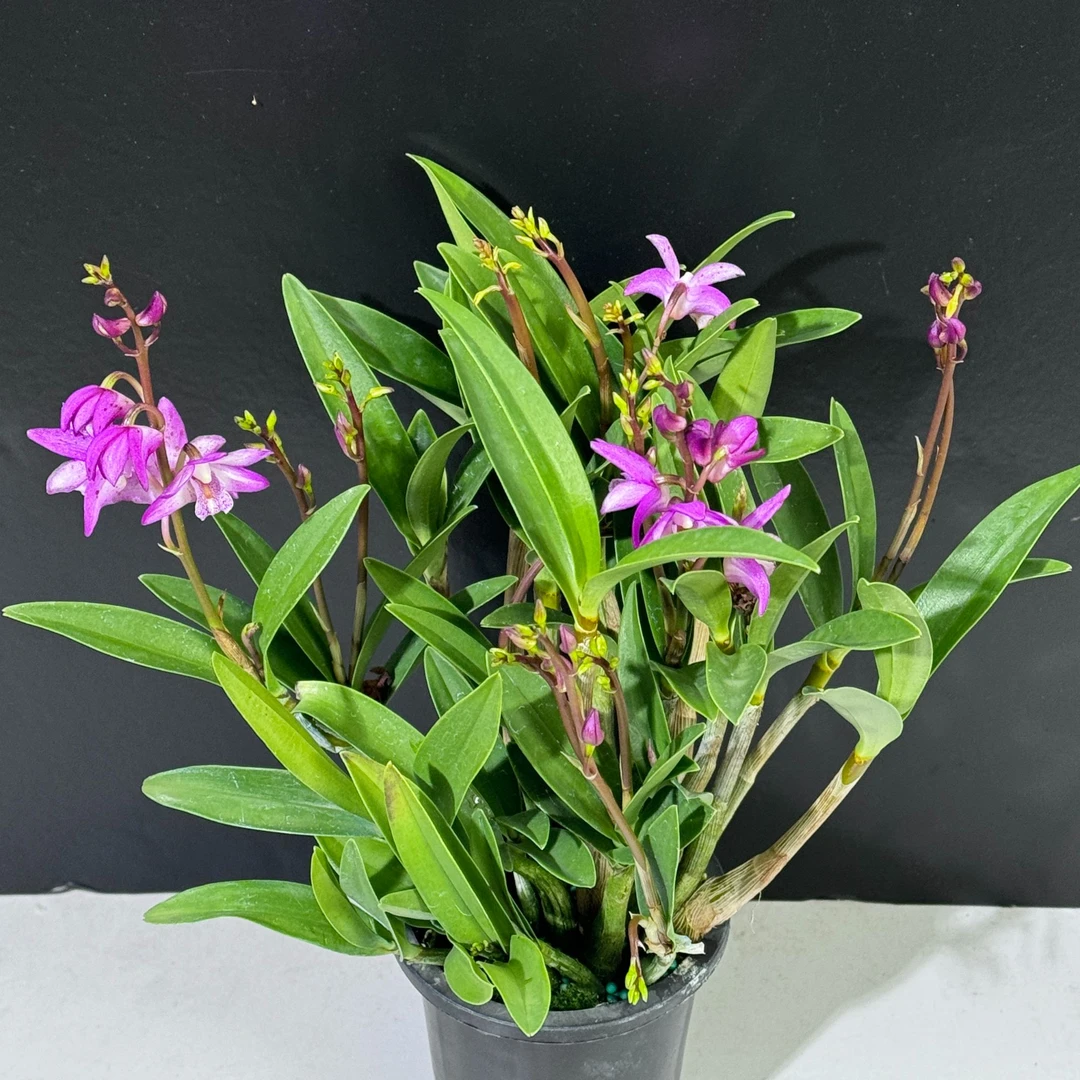 澳洲香水石斛  微开/生花苞发货  任意2单以上发货包邮鲜花直发