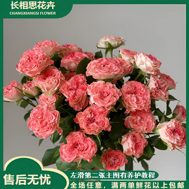 小仙女多头玫瑰  任意2单以上发货包邮鲜花直发