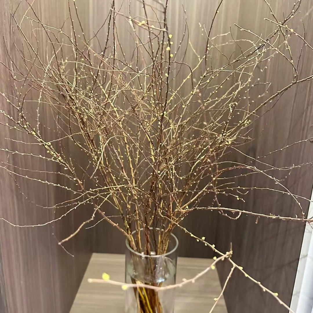 干支雪柳  任意2单以上发货包邮鲜花