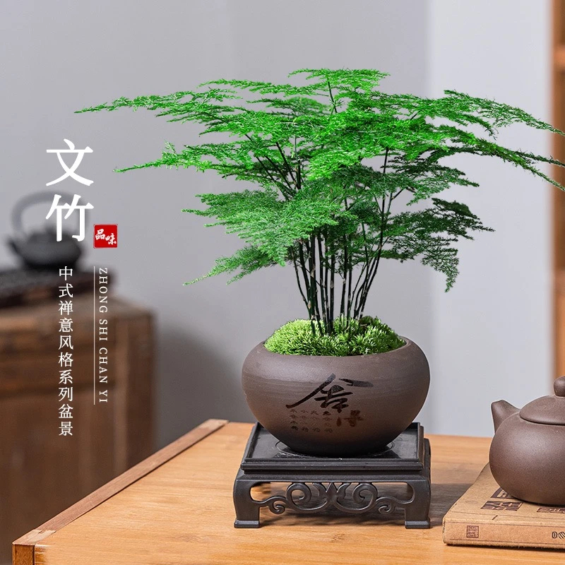 【禅意】文竹室内花卉绿植办公室桌面新中式摆件盆栽优雅美观清新