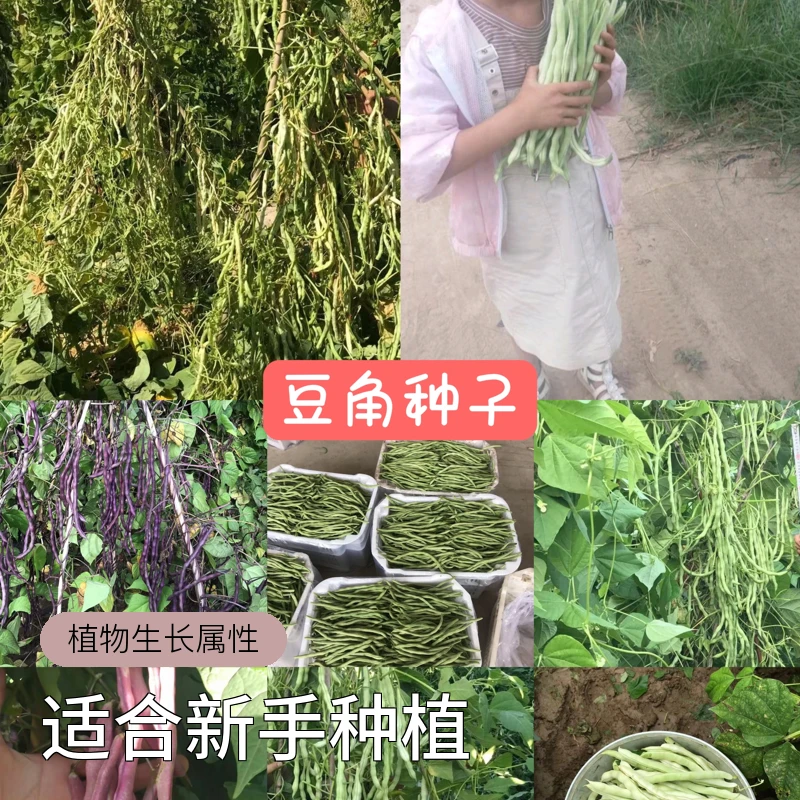 芸豆种子豆角种子架豆种子蔬菜种子无架地豆