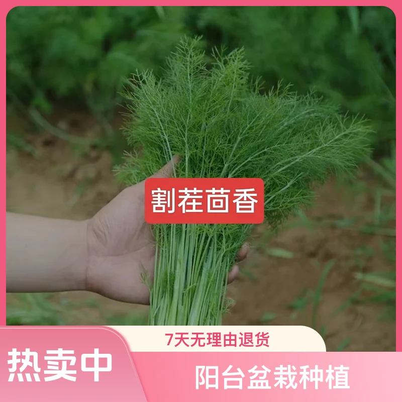 茴香种子大全种籽割茬茴香球茎茴香阳台盆栽农家蔬菜种子