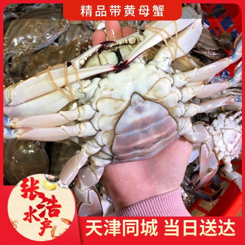 【保鲜不保活】精品带黄母蟹 每斤2-5只（单只2-5两） 残蟹