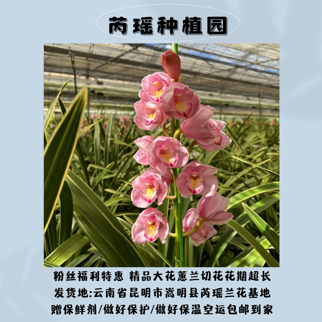 大花蕙兰切花现采现发 基地精品切花插花粉丝福利特惠空运发货