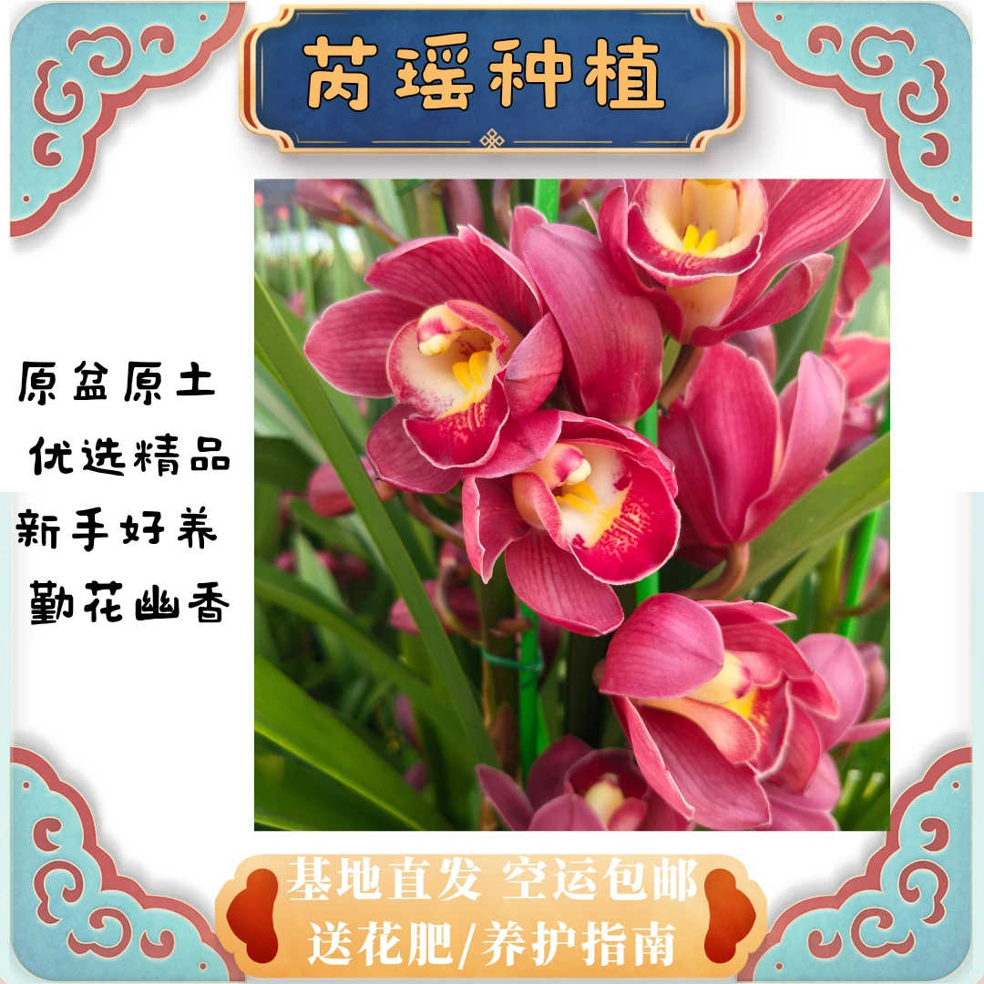 大花蕙兰大红袍*春节红花盆栽*芮瑶种植园精品兰花带花苞批发直播