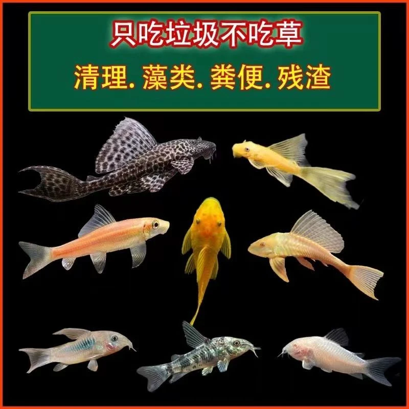 清洁鱼孔雀鱼观赏小鱼斑马鱼耐活好养冰蓝热带鱼淡水鱼冷水鱼繁殖
