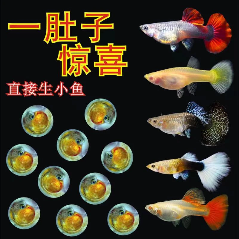 孔雀鱼母鱼4条送1条备损尺寸3厘米路损按均价退款不补发