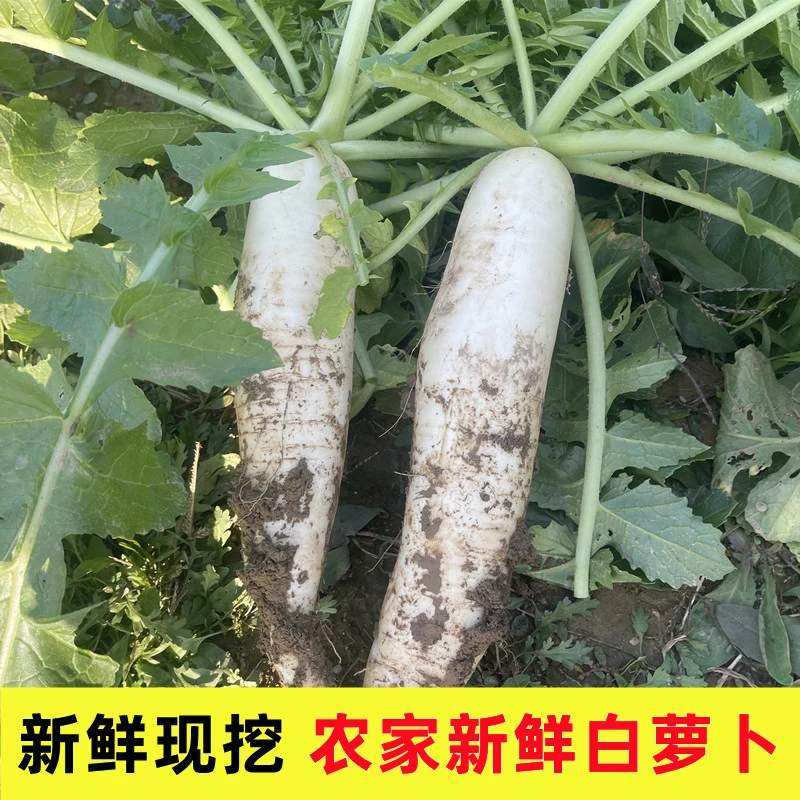 新鲜白萝卜甜脆多汁生吃沙窝新鲜大萝卜农家自种蔬菜