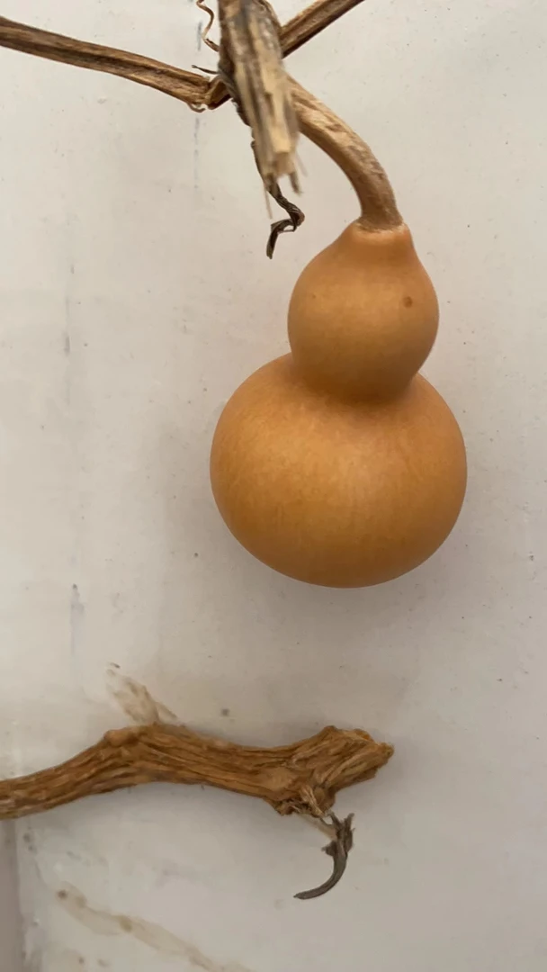 文玩葫芦（天然葫芦）