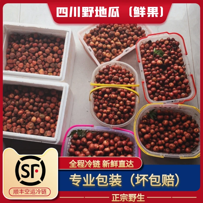 四川野地瓜果实新鲜地果地枇杷地石榴野果高端水果顺丰专业包装
