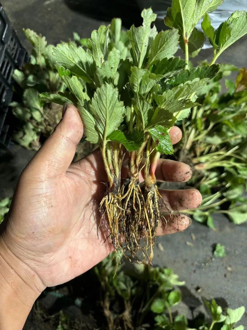 草莓苗裸根秧苗阳台种植地栽盆栽庭院种植根系粗壮