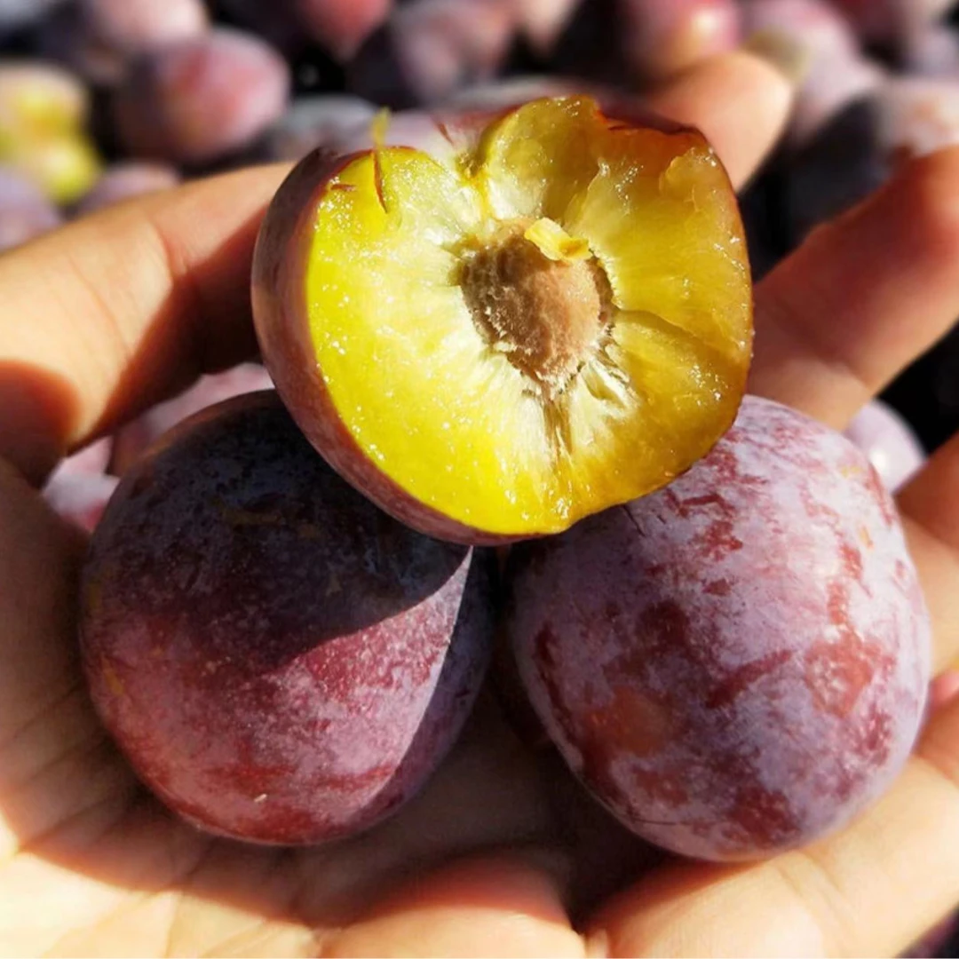 【脱骨李】脆红李四川眉山现摘现发新鲜应季水果果园直发脆爽多汁01