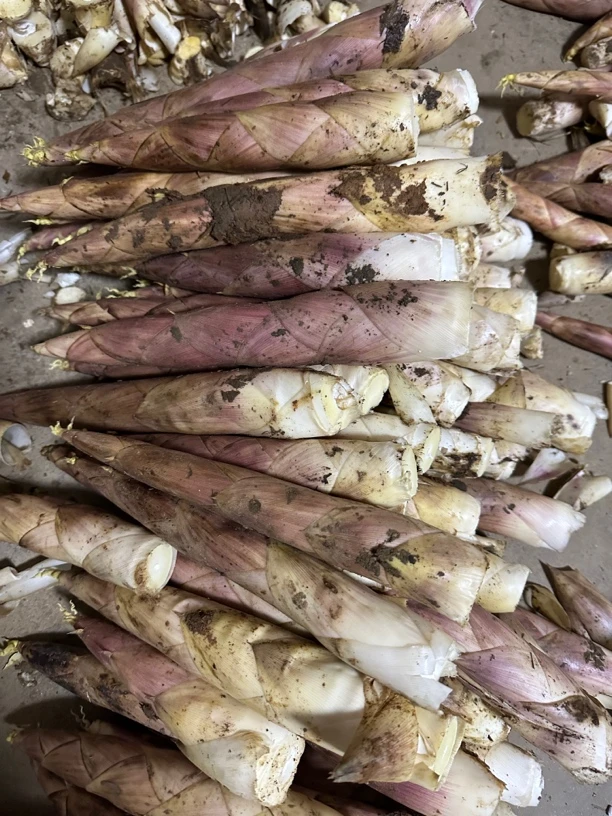 新鲜春笋雷笋竹笋临安天目山富阳本地现挖现发