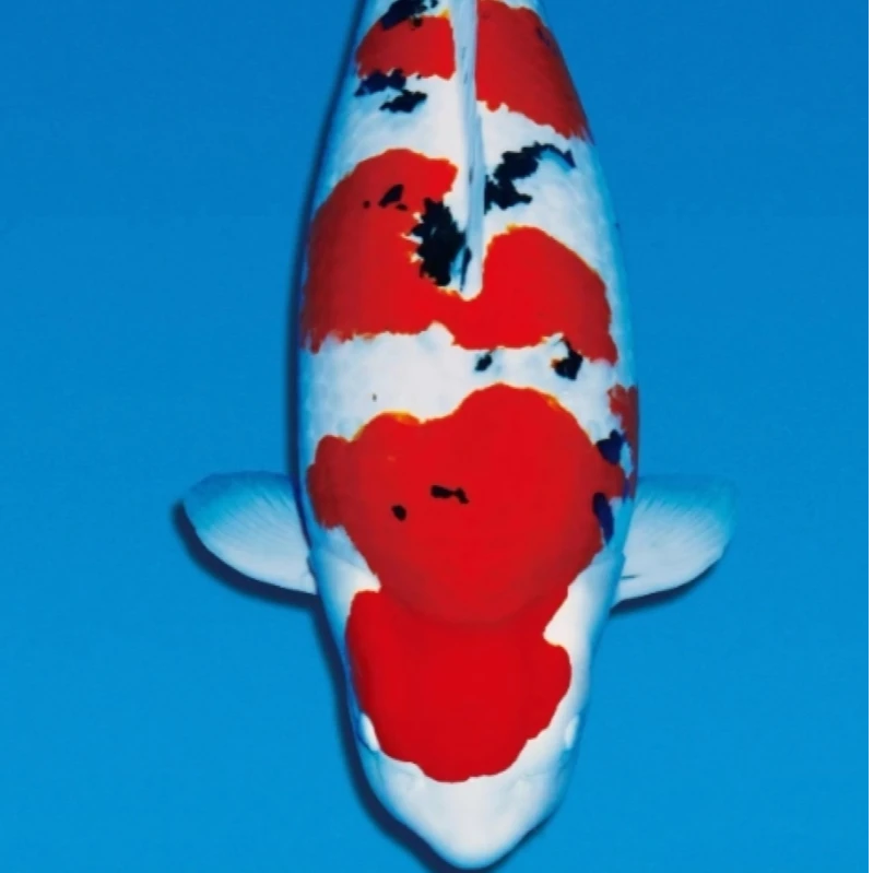 锦鲤开箱拍视频包开箱风险