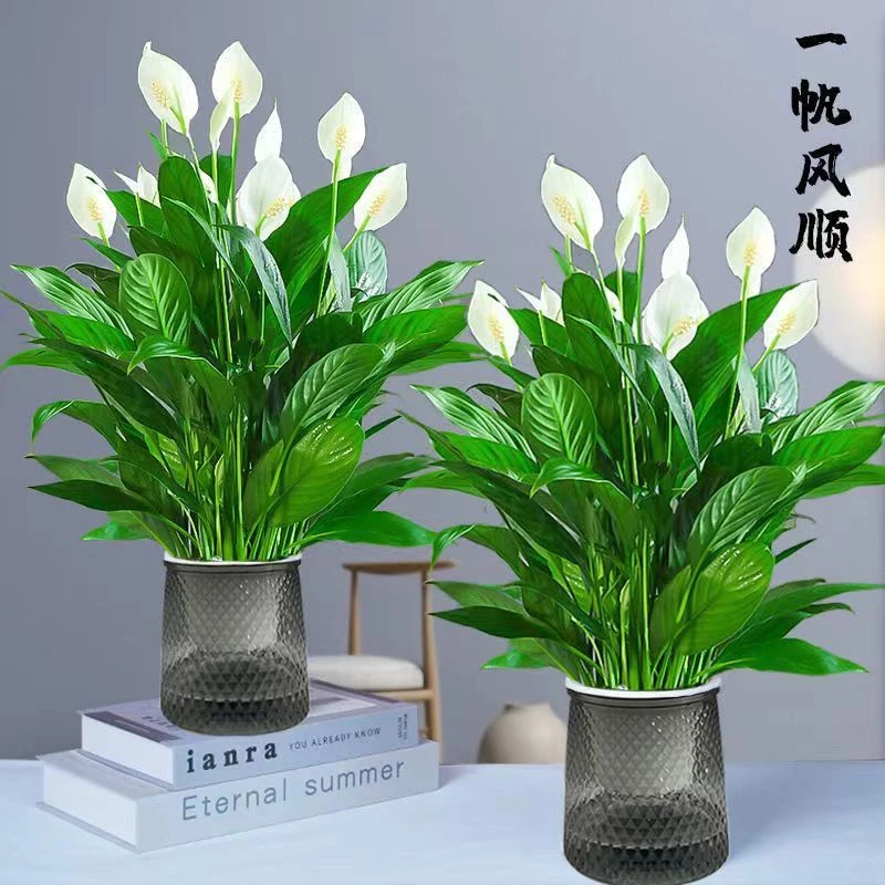 红掌白掌一帆风顺盆栽水培水养大盆客厅绿植摆放花卉好养四季常青