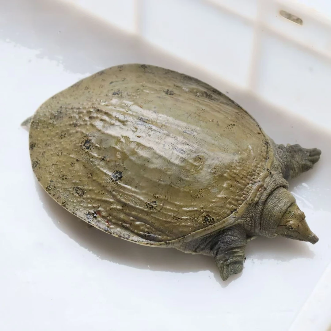 丹江口正宗生态甲鱼稀有自然生长非饲料