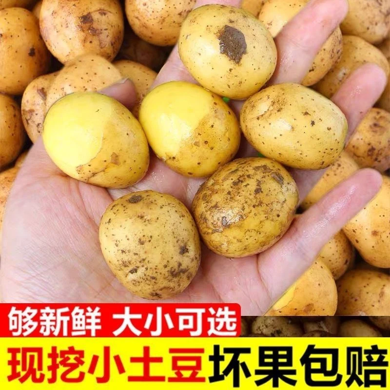 【产地大甩卖】湖北迷你小土豆新鲜黄心马铃薯蒸炸煮皮薄干香蔬菜